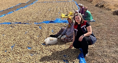 Meriç’te Yer Fıstığı Hasadı Başladı