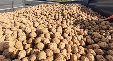 CEVİZ ÜRETİCİSİNİN YÜZÜ GÜLDÜ: 400 TON HASAT BEKLENİYOR