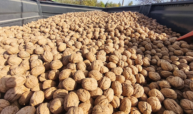CEVİZ ÜRETİCİSİNİN YÜZÜ GÜLDÜ: 400 TON HASAT BEKLENİYOR