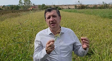 Gaytancıoğlu: “Çeltik üreticisini yine üzdüler”