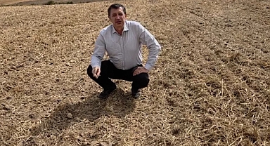 GAYTANCIOĞLU: KANOLA ÜRETİMİ MUTLAKA DESTEKLENMELİ