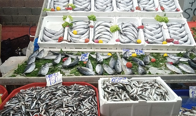 HAMSİ CEP YAKTI, PALAMUT ŞAŞIRTTI