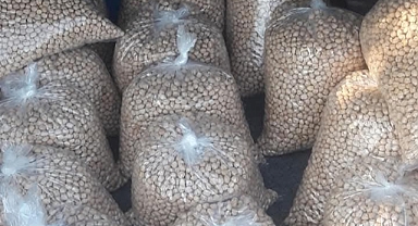 Nohut ve Fasulyeden Sonra Sıra Mercimekte