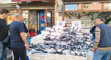 PALAMUT BEREKETİ YAŞANIYOR