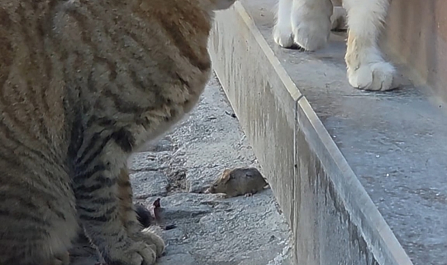 Saraçlar Caddesi’nde kediden dakikalarca nöbet