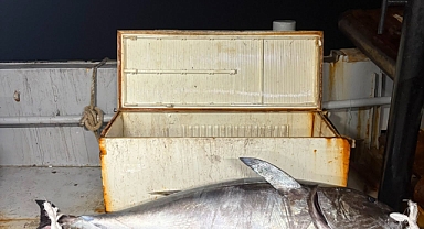 Saros'da 2 metre boyunda orkinos yakalandı