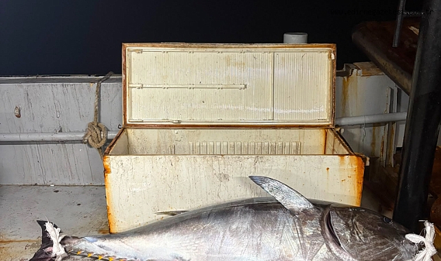 Saros'da 2 metre boyunda orkinos yakalandı