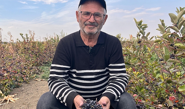 SÜPER MEYVE ARONYADA HASAT ZAMANI