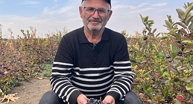 SÜPER MEYVE ARONYADA HASAT ZAMANI