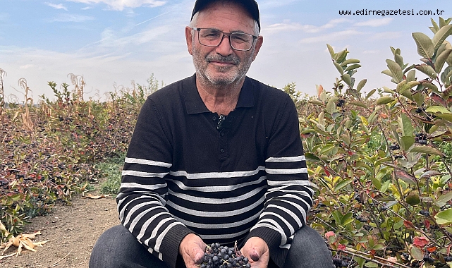 SÜPER MEYVE ARONYADA HASAT ZAMANI