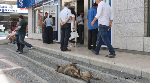 Sıcaklar, hayvanları da etkiledi