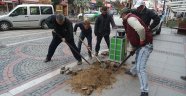 7 yıllık ağacı kestiler