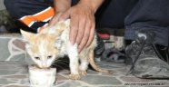 Kedi için seferber oldular