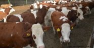 Büyükbaş hayvanlarda LSD alarmı
