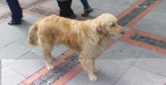 Bakamayacağın köpeği alma