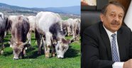 Boz ırk, koruma altında