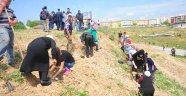 Dikili ağaçları oldu