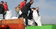 Hacıumur merasına gübre
