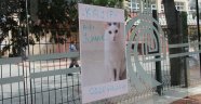 Kayıp kedisini ilanla arıyor