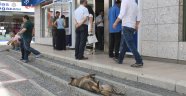 Sıcaklar, hayvanları da etkiledi