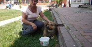 Sokak hayvanlarına bir kap su