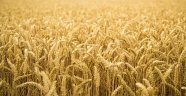 Tarımsal desteklemeler belli oldu