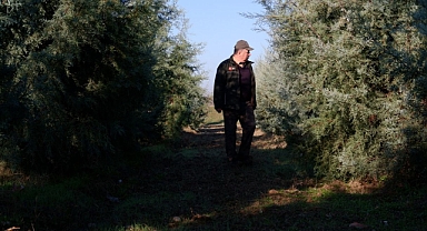 ORMANCILAR, ÇAM AĞACI KESİMİNE KARŞI NÖBET TUTUYORLAR