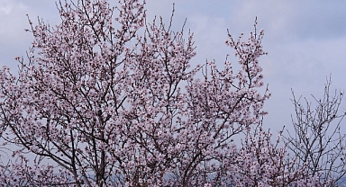 EDİRNE'DE BADEM AĞAÇLARI ERKEN ÇİÇEK AÇTI